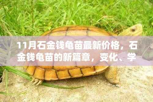 11月石金钱龟苗最新价格，新篇章中的变化、学习与自信力量