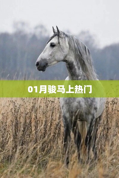 骏马上热门,1月最新动态揭秘