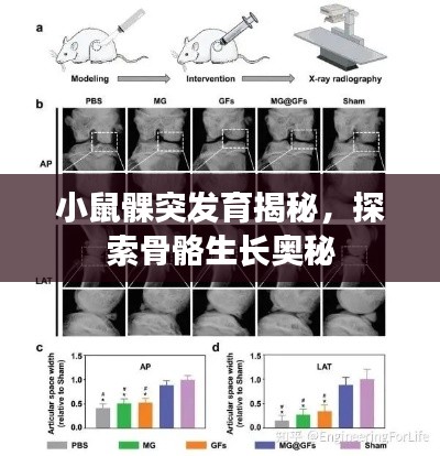 小鼠髁突发育揭秘,探索骨骼生长奥秘