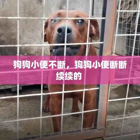 狗狗小便不断,狗狗小便断断续续的