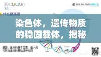 染色体,遗传物质的稳固载体,揭秘生命之秘